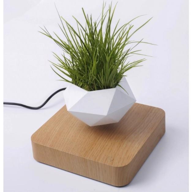 Chậu Cây Bay BonSai Zero W Design thế hệ mới 2022