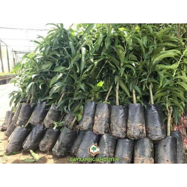Xoài tím ngon đẹp lạ