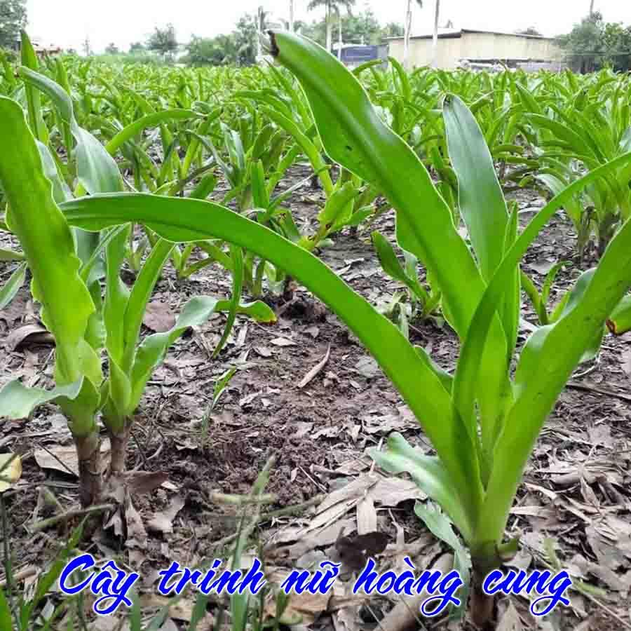 Thảo dược CÂY TRINH NỮ HOÀNG CUNG khô đóng gói 500g - congtyduoclieuhonglan