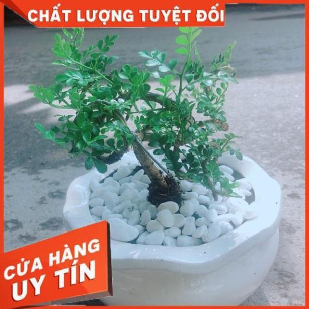 Chậu Cây Cần Thăng