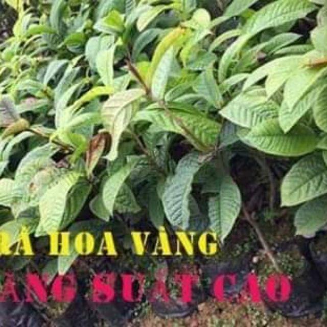 Trà hoa vàng