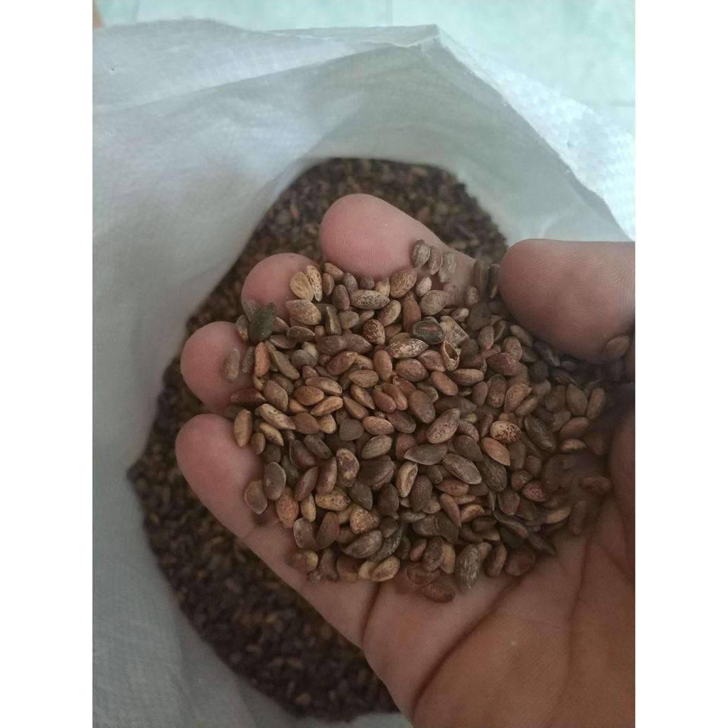 Hat giống cây tùng la hán