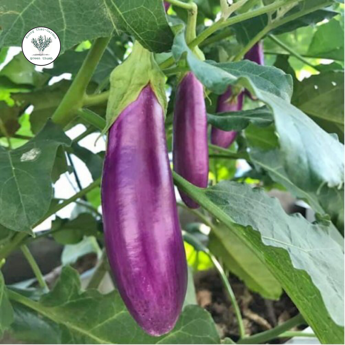 Phân Bón Hữu Cơ Vi Sinh Saitama-Trichoderma túi 1kg