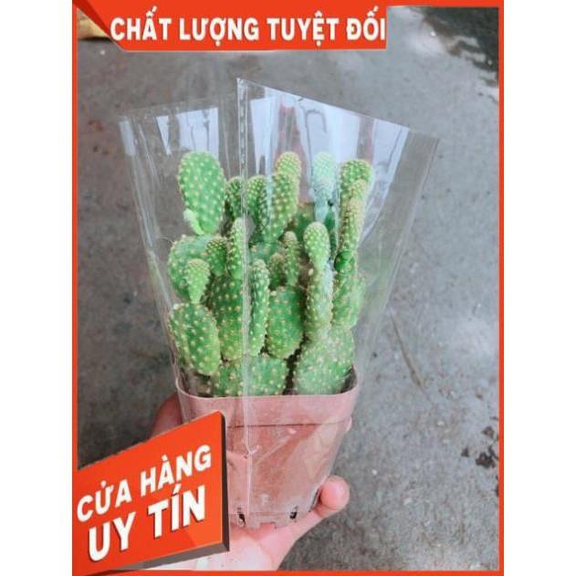 Xương Rồng Tai Thỏ