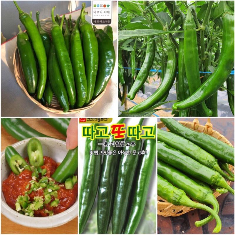 Hạt giống ớt dưa chuột Hàn Quốc F1