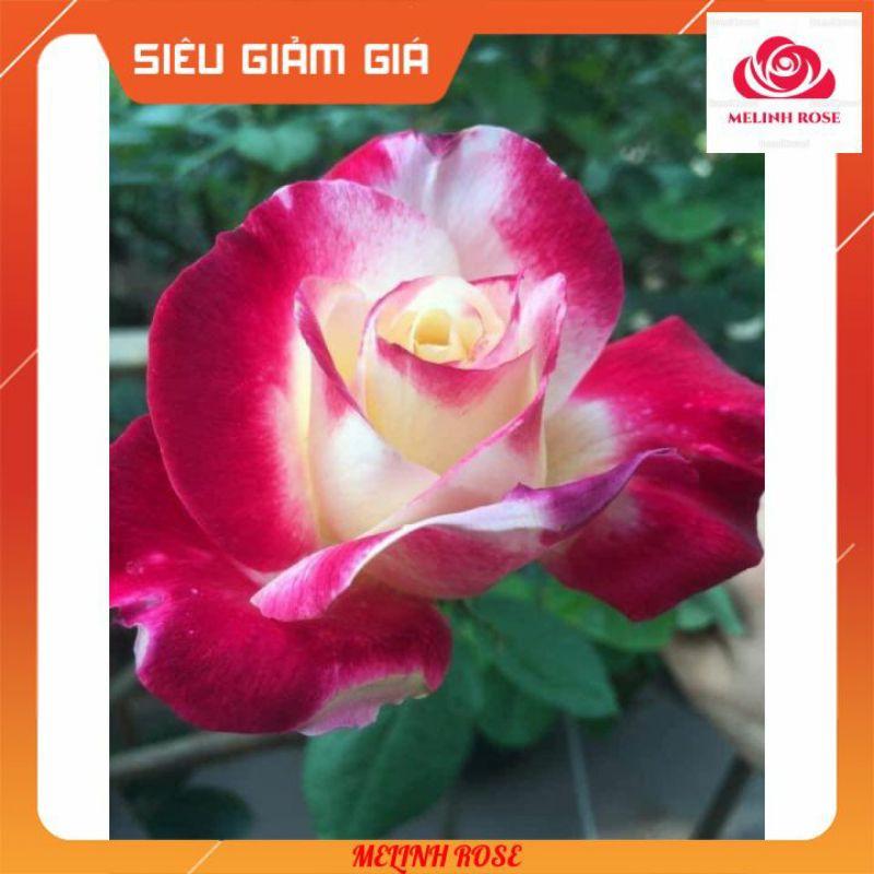 Hoa Hồng Bụi Double Delight, Hoa thơm màu Hồng Song Hỷ