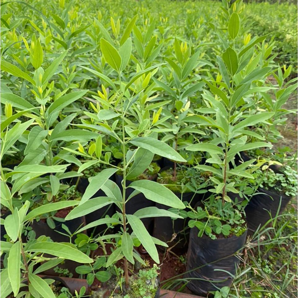 CÂY GIỐNG ĐÀN HƯƠNG trắng Ấn Độ .