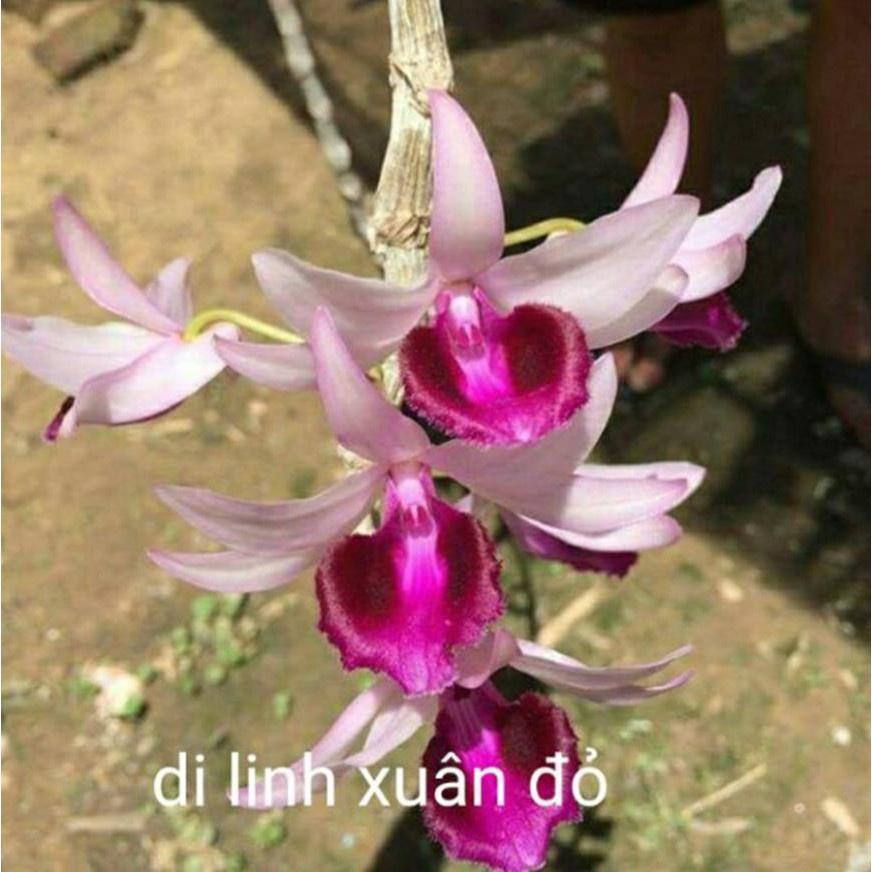 Hoa phong lan di linh xuân đỏ