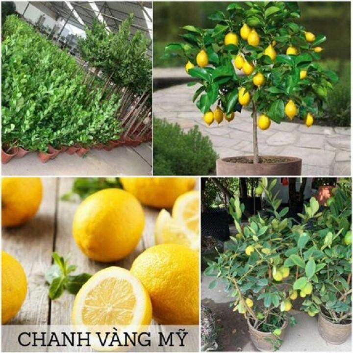 CÂY GIỐNG CÂY CHANH VÀNG KHÔNG HẠT ÚC