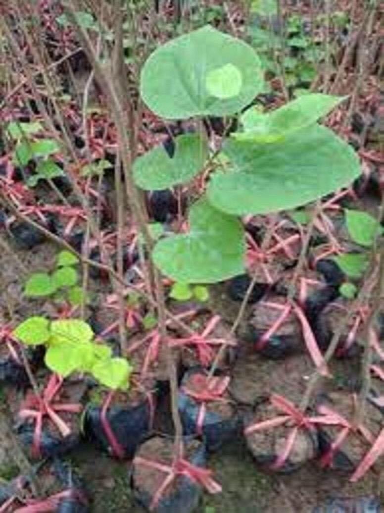 Cây HOA HẠNH PHÚC, Cây hoa đẹp, gửi đi nguyên bầu