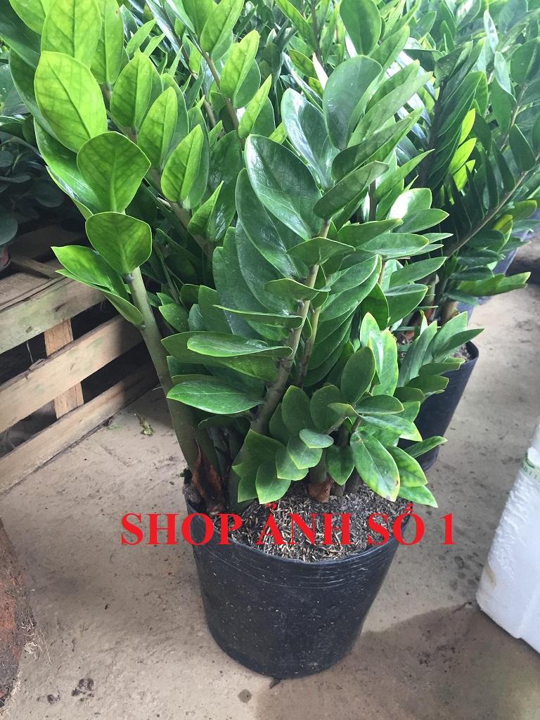 Cây KIM TIỀN, cây phong thủy mang lại tiền tài cho gia chủ, cây to khỏe, bầu size KHỦNG, cây như hình