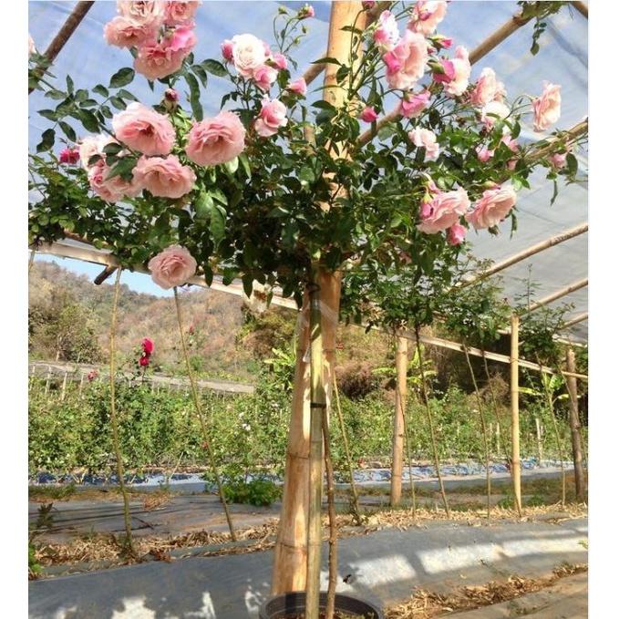 Hạt giống hoa hồng thân gỗ nhiều màu CT241 - Gói 10 hạt