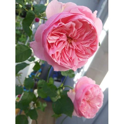 Hoa hồng ngoại Bel Canto hồng phấn bụi cực đẹp