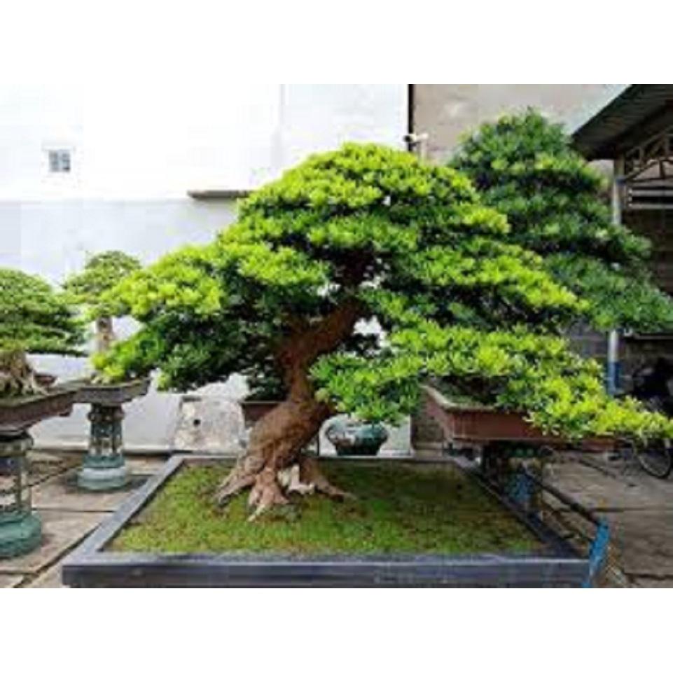 CÂY GIỐNG TÙNG LA HÁN