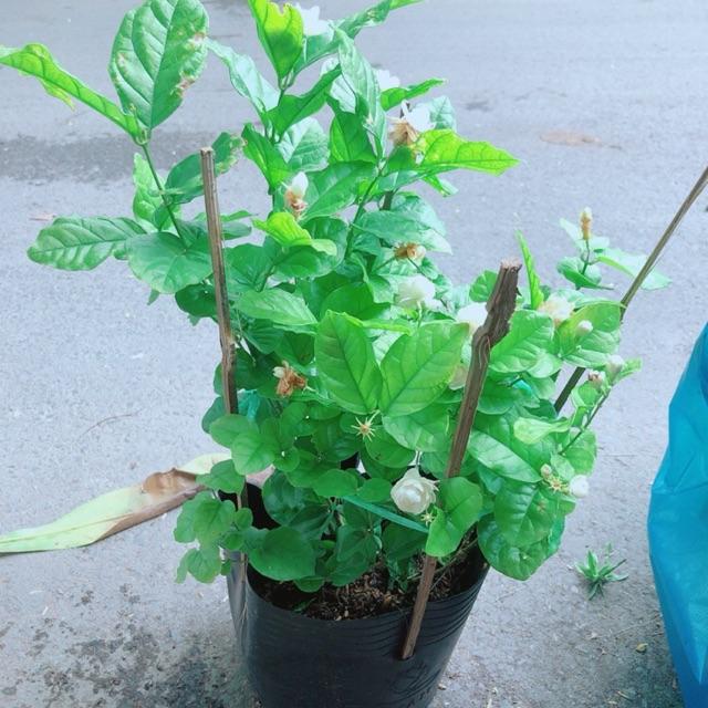 Cây Hoa Nhài Có Sẵn Hoa