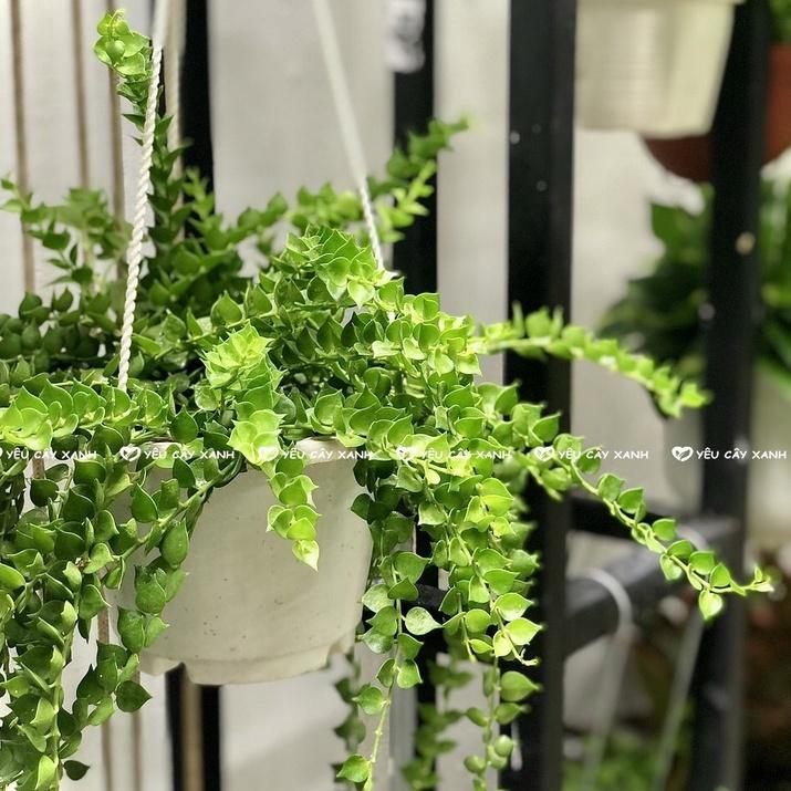 Cây Lan Tim - Chậu Treo nhánh dài khoảng 25cm