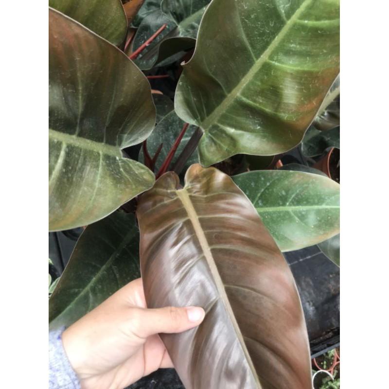 Cây trầu bà Philodendron Imperial Red size lớn - size lá từ 20-35cm. Loại cây sang trọng, quý phái.