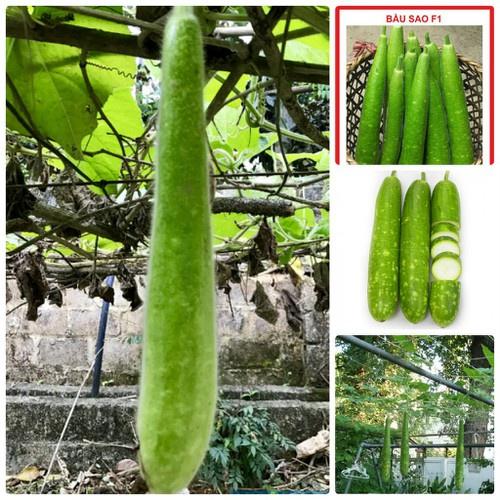 Hạt giống bầu sao quả dài F1 - 10 hạt