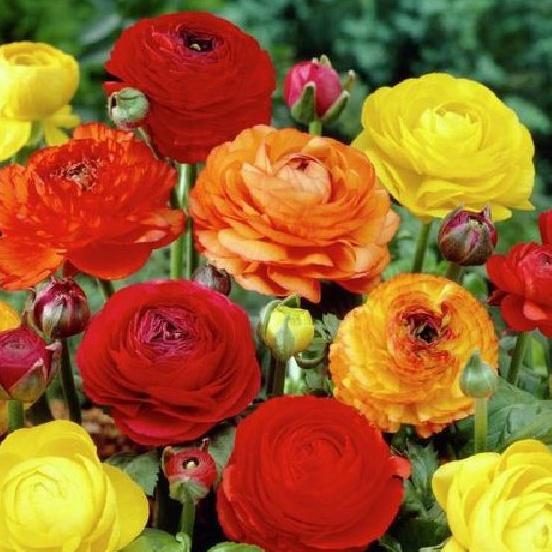 Hạt giống hoa hồng ri ba tư nhiều màu-1 gói 20 hạt