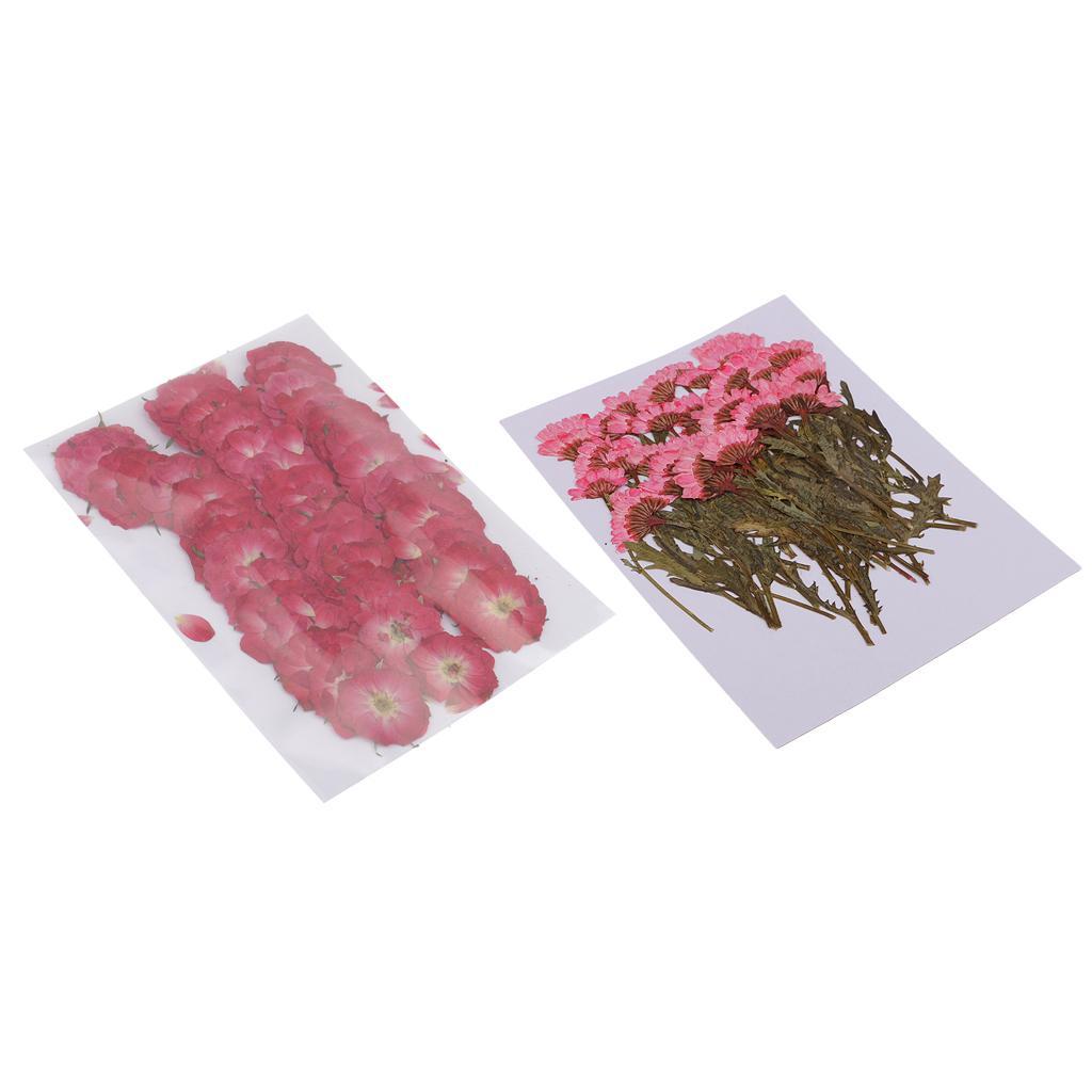100pcs Pressed Flower Real Dried Flowers 2 Styles Of Rose And Chrysanthemum For Decorations And Crafts Supplying Great Gifts