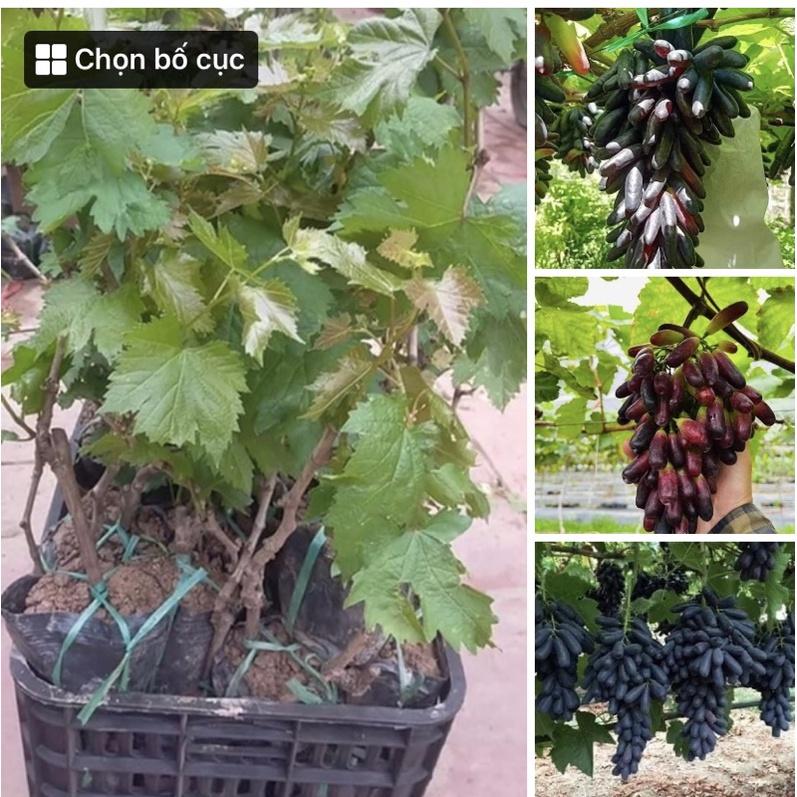 Cây giống nho ngón tay Úc, Mỹ gửi cây như 3 ảnh cuối 8 tháng cho quả
