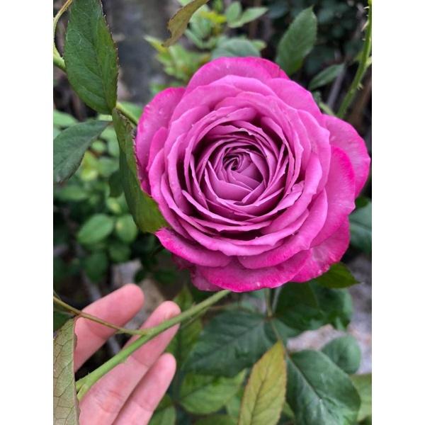 Hoa Hồng thân gỗ dáng tree Purple Tezza đẹp hoàn hảo