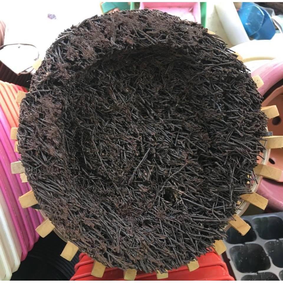 Dớn Đĩa Ghép Lan  - Đã Qua Xử Lý