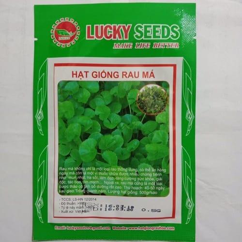 HẠT GIỐNG CÂY RAU MÁ