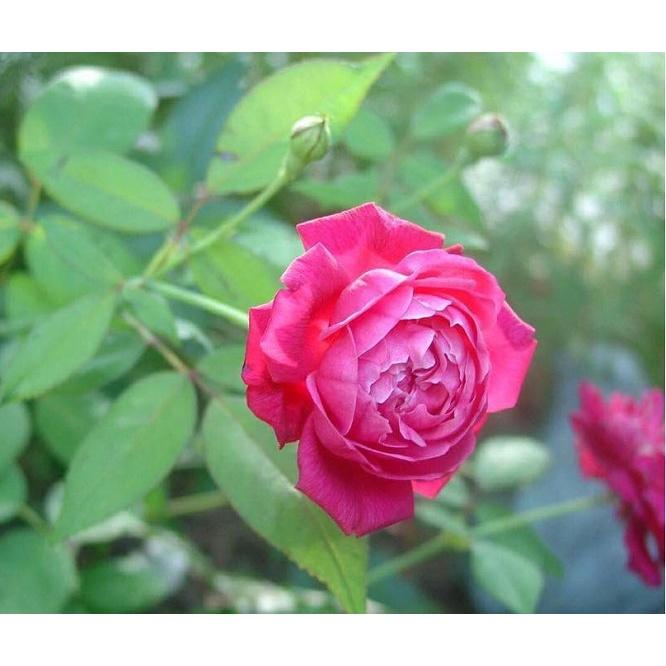Hoa hồng cổ Huế- bầu to cây lớn trưởng thành