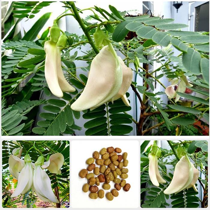 Hạt Giống Cây So Đũa – Điền Thanh Hoa Lớn - Giống Cỏ Chăn Nuôi - Hạt Giống Cỏ Chăn Nuôi động vật