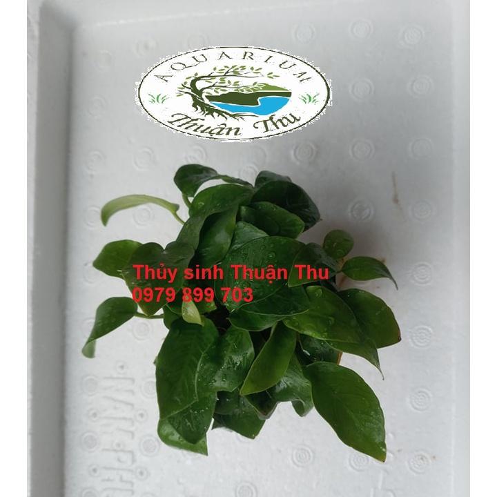 Ráy Lá Vàng/lá hoa cây thủy sinh dễ trồng không cần Co2
