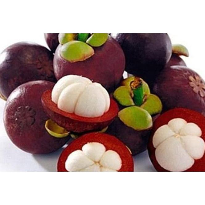 Cây giống MĂNG CỤT GHÉP BẦU TO KHỔNG LỒ