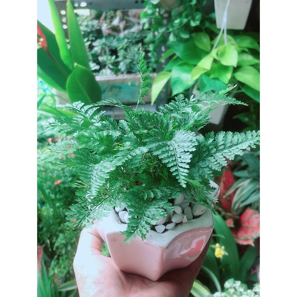 Chậu Cây Dương Sỉ