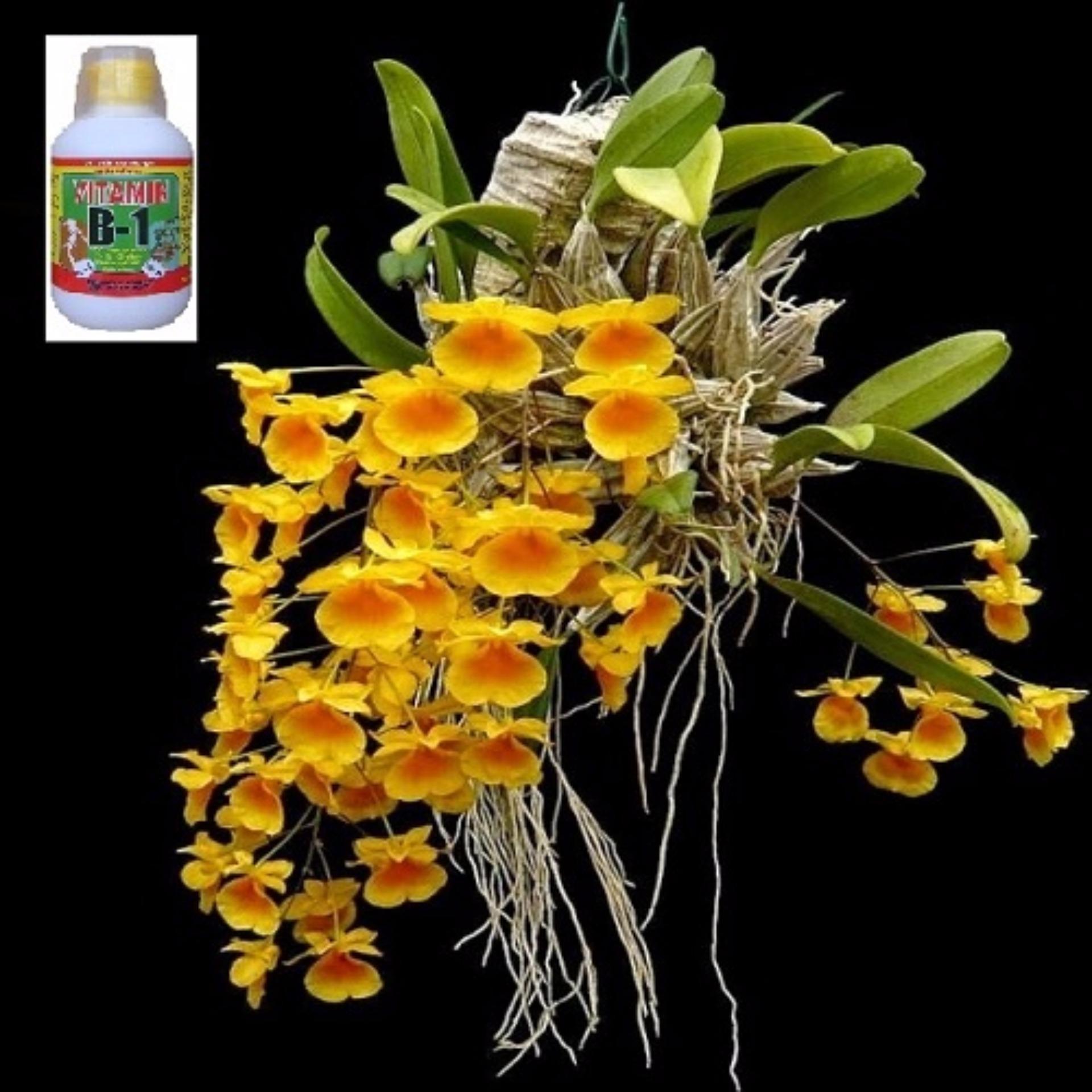 Thuốc phục hồi cây suy yếu siêu ra rễ Vitamin B1 cho cây trồng 220ml