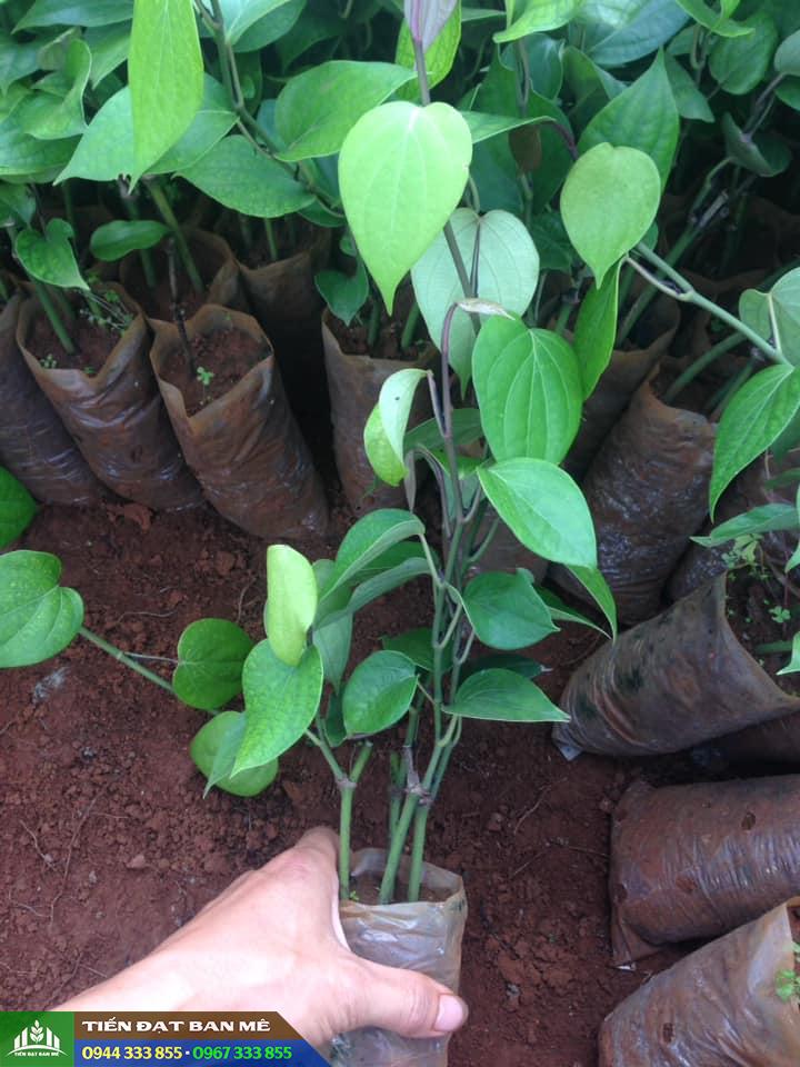 Giống tiêu Srilanka giống hồ tiêu năng suất cao nhất