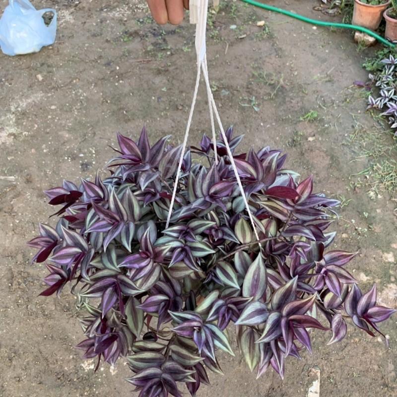 Chậu thài lài treo rủ dài 15-20cm, màu sắc nổi bật đẹp mắt, chậu cây treo trang trí ban công, sân vườn