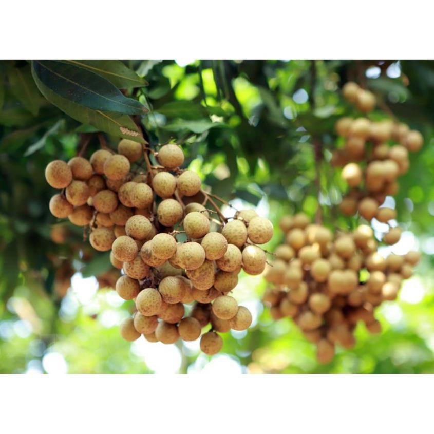 Cây giống nhãn lồng