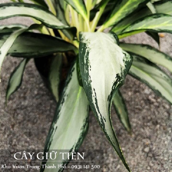 Cây Giữ Tiền - CÂY để bàn có chức năng giữ tiền cho gia chủ