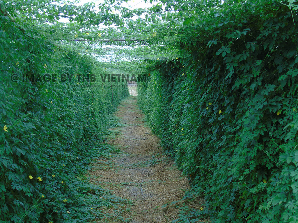 Viên Uống Khổ Qua Rừng Mudaru Hộp 90 Viên Hỗ Trợ Tiểu Đường, Cao Huyết Áp, Mỡ Máu, Mất Ngủ