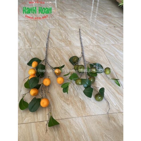 &lt; Siêu giống thật &gt; CÀNH QUẢ QUÝT NGỌT 7-8 QUẢ VỎ SẦN THÂN MỐC