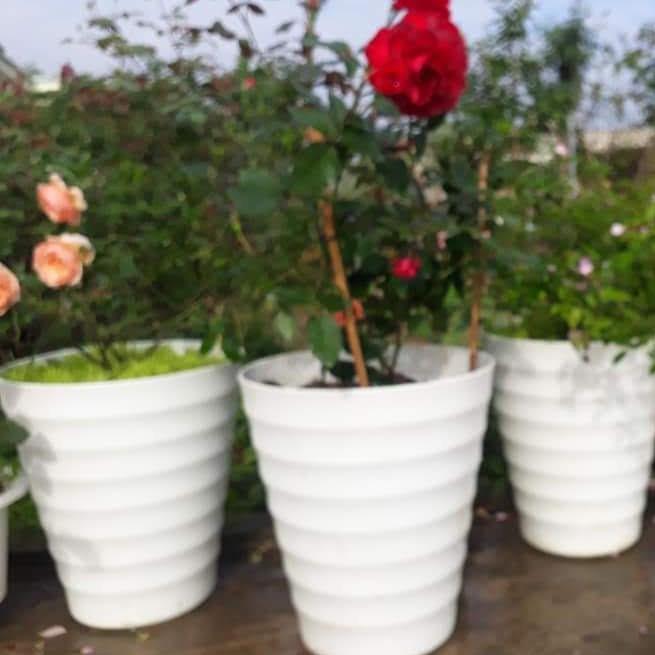 Combo 1-4 Chậu Nhựa Vòng Sóng - Chậu Nhựa Sóng cao - Chậu Vòng Tròn