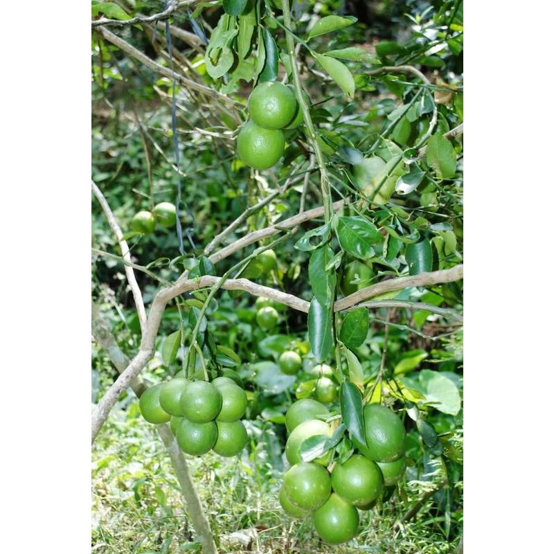 Cây GIỐNG Chanh giấy không hạt Limca.