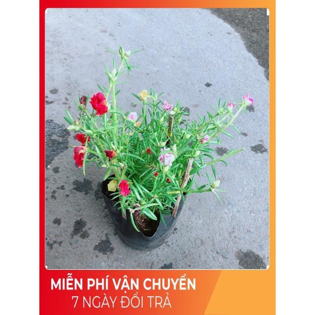 Hoa Mười Giờ Mỹ