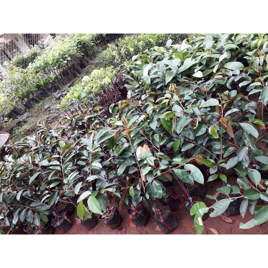 Cây giống Vú Sữa lò rèn
