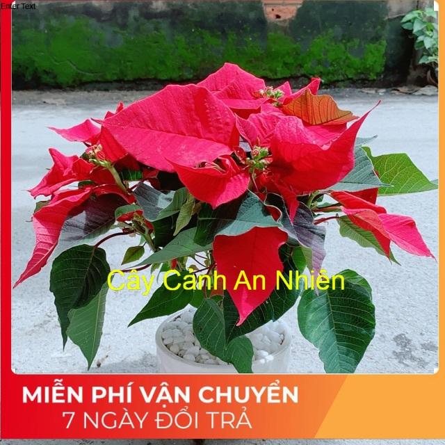 Chậu Cây Trạng Nguyên