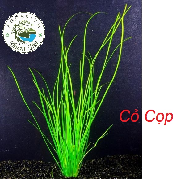 Cây Cỏ Cọp_Cây thủy sinh hậu cảnh dễ trồng cho bể cá cảnh