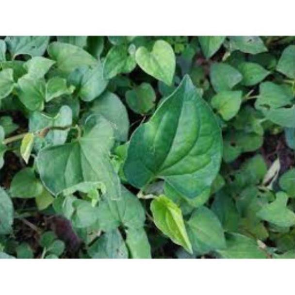CHUẨN 3 cây diếp cá nhỏ- giao hàng 7 ngày