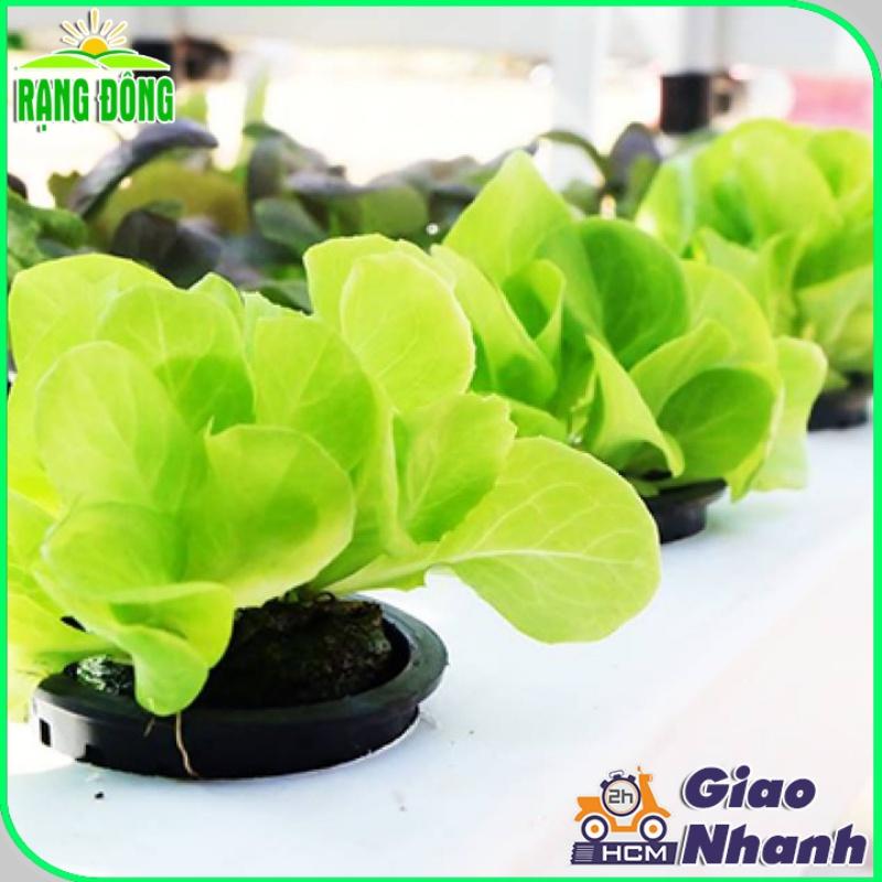 Hạt giống Xà Lách Rado 357 (10g~6000 hạt) giống Xà Lách Dún trồng quanh năm, nhanh thu hoạch - Hạt giống Rạng Đông
