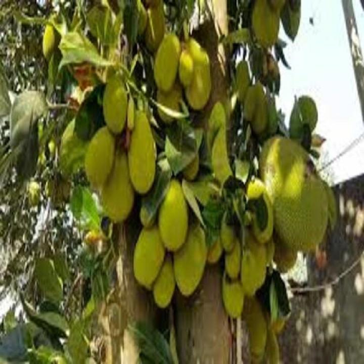 CÂY GIỐNG MÍT TỐ NỮ