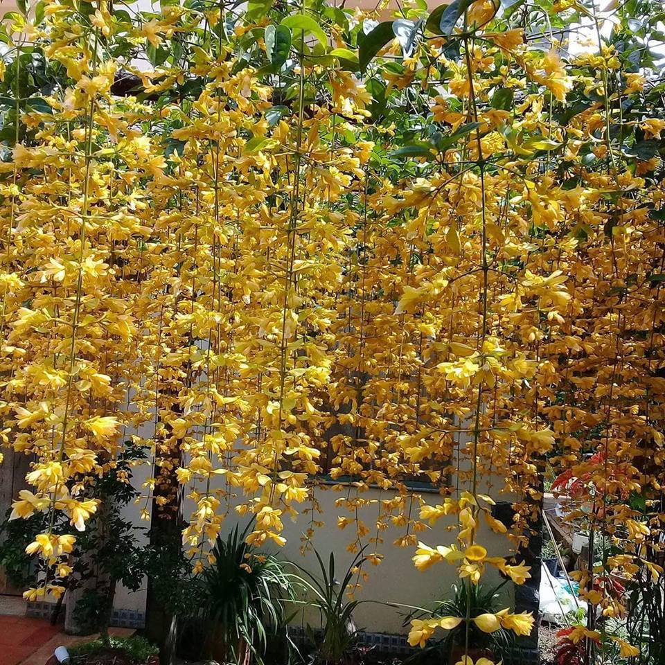 Chậu hoa leo Hoàng Dương vàng